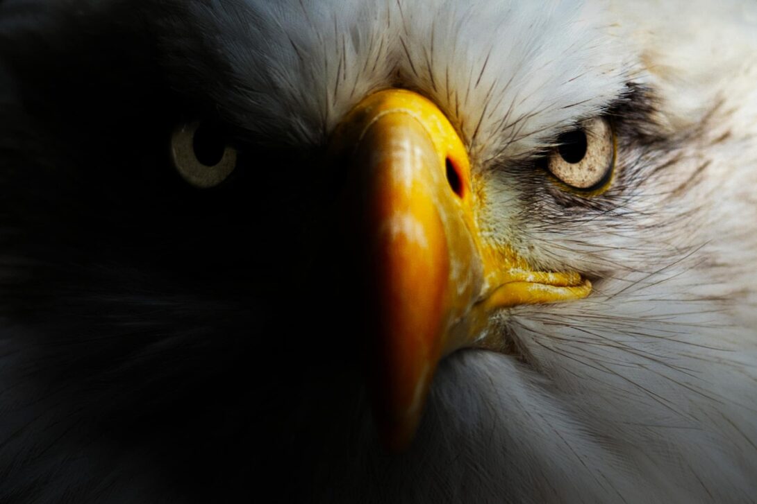 Bald Eagle Face Gradient 1