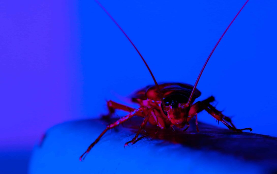 Cockroach Blue