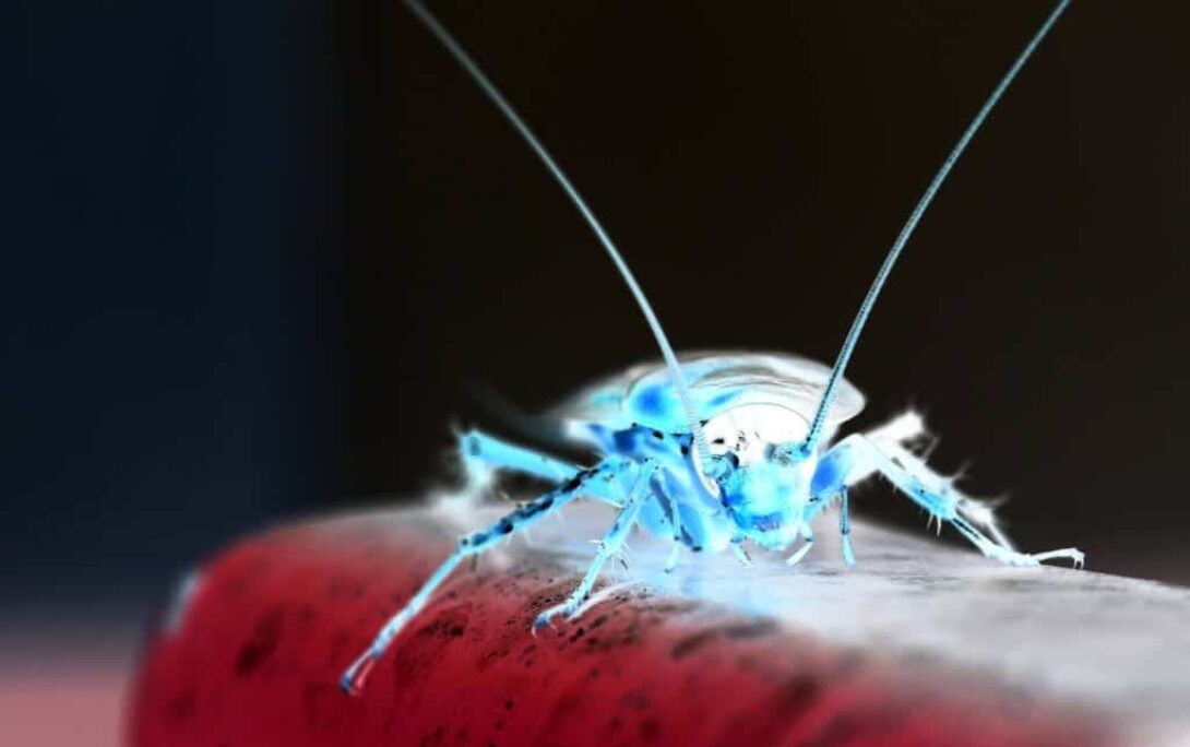 Cockroach Invert e1476367478853
