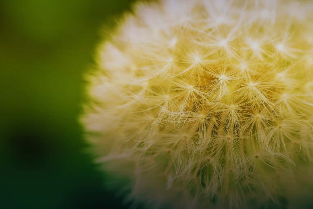 Dandylion Gradient