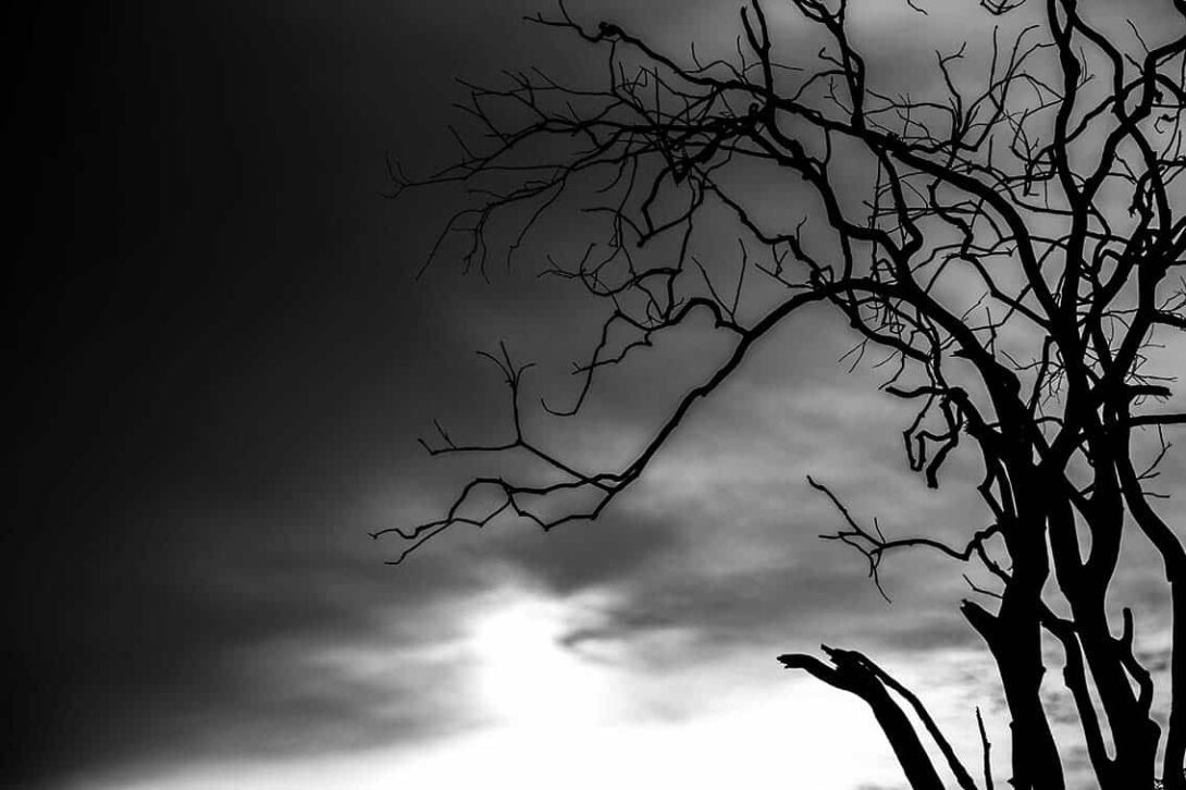 Dark Trees Nigthmare Edited