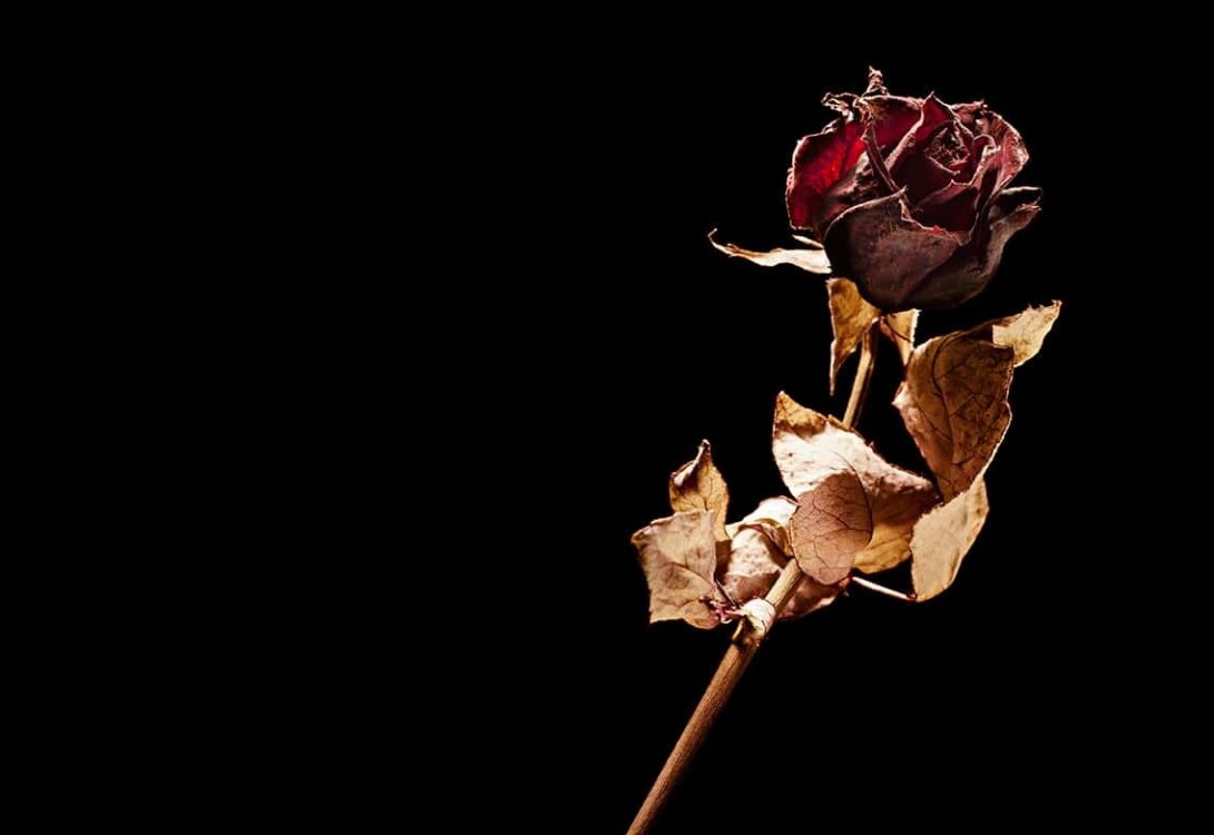 Dead Rose Edited
