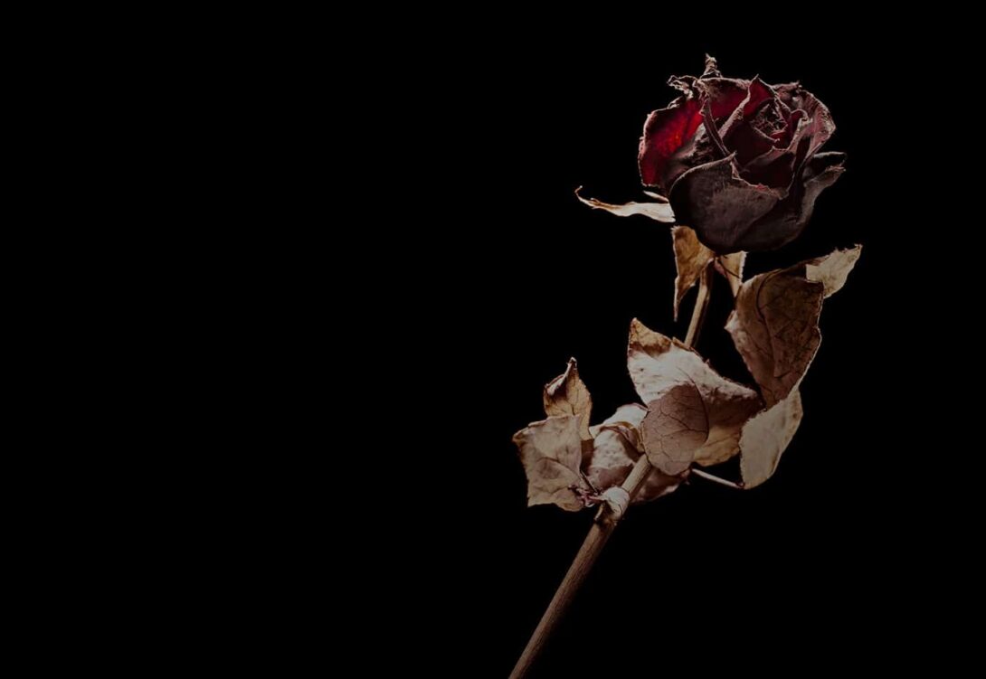 Dead Rose Gradient