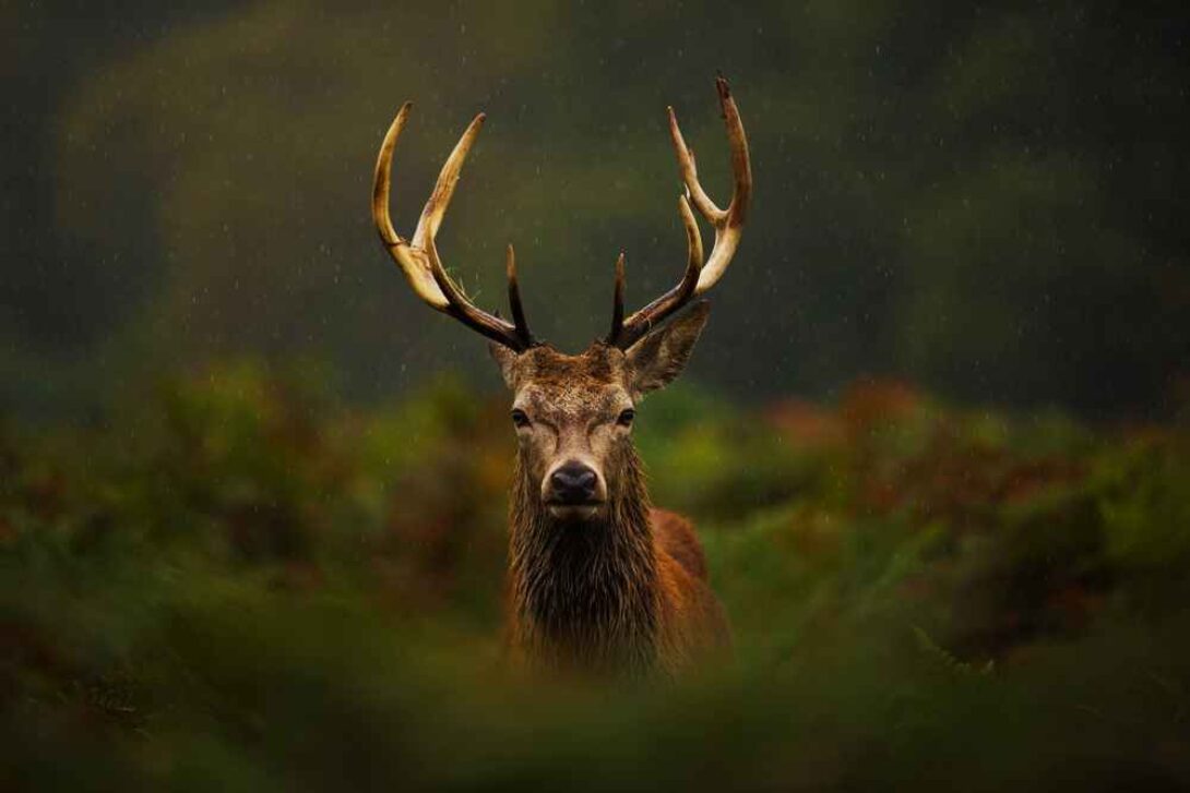 Deer Stag Gradient