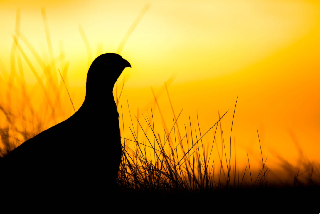 Grouse