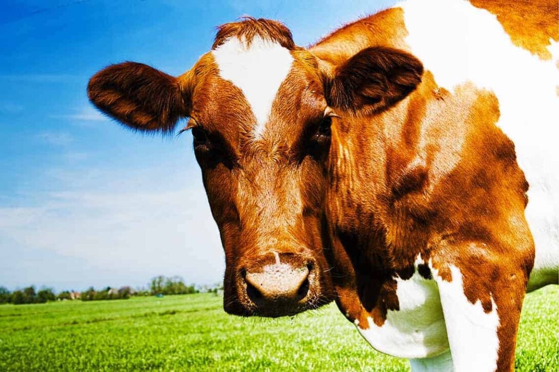 Guernsey Cow Edited