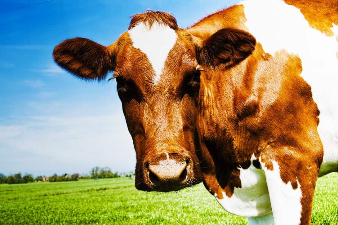 Guernsey Cow Gradient