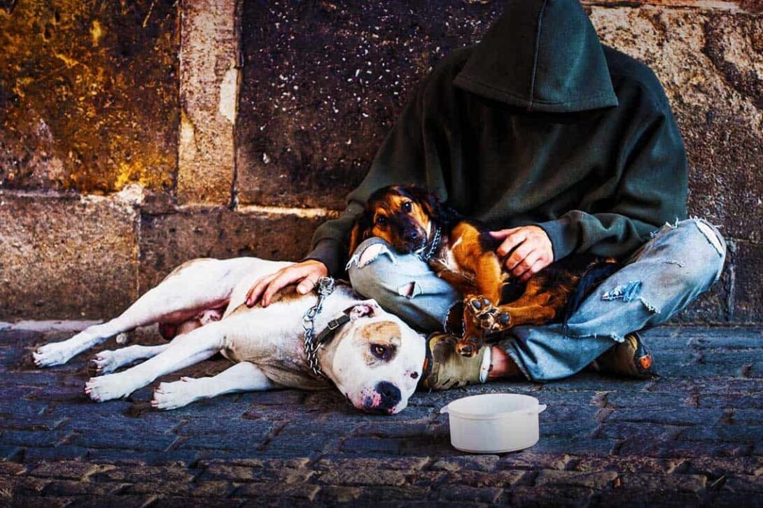 Homeless Dog Edited