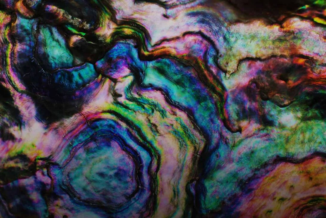 Oyster Shell Gradient