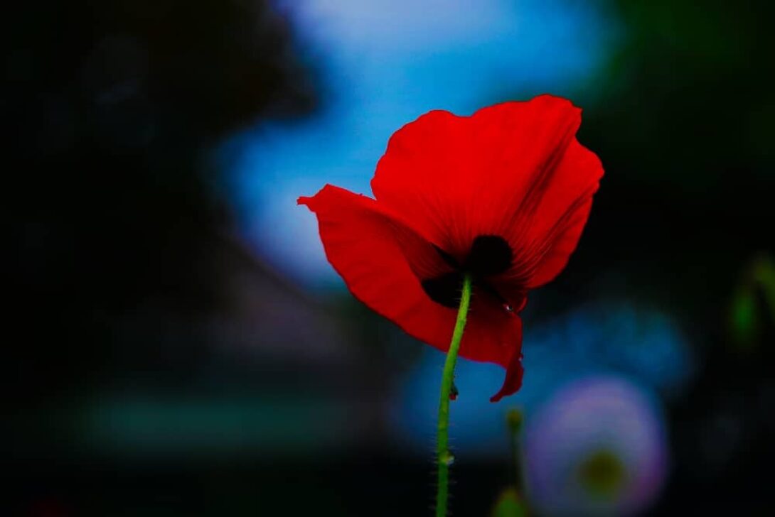 Poppy Appeal Gradient