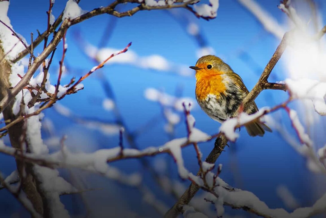 Robin Winter Gradient