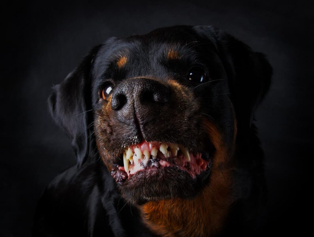 Rottweiler Teeth Gradient