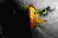 Bald Eagle Face Gradient 1