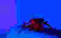 Cockroach Blue