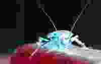 Cockroach Invert e1476367478853