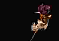 Dead Rose Edited