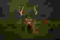 Deer Stag Gradient