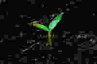 Green shoot Gradient