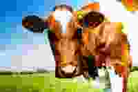 Guernsey Cow Edited