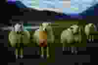 Scottish Sheep Gradient