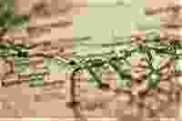 Calais 1