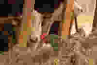 Shutterstock 1907175292