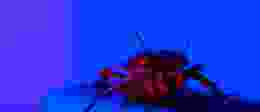 Cockroach Blue