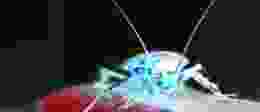 Cockroach Invert e1476367478853