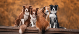 Dogs