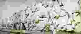 Elgin Marbles Edited