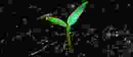 Green shoot Gradient