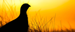 Grouse