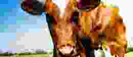Guernsey Cow Edited