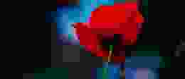 Poppy Appeal Gradient