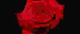 Red rose with black background scaled