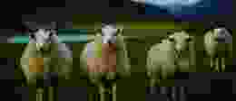 Scottish Sheep Gradient