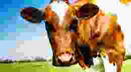 Guernsey Cow Gradient