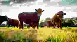 Herd immunity edited