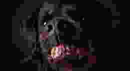 Rottweiler Teeth Gradient