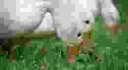 Image: Gokul Barman / Pexels