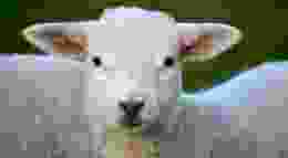 Pexels pixabay 59821