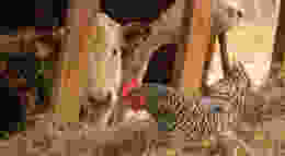 Shutterstock 1907175292