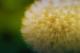 Dandylion Gradient