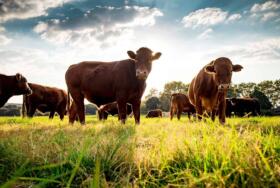 Herd immunity edited