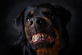 Rottweiler Teeth Gradient