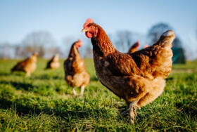 Shutterstock 1695190498