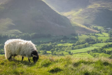 Champions of Cumbria Human Landscapes1
