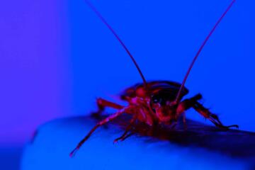 Cockroach Blue
