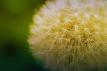 Dandylion Gradient