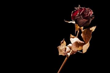 Dead Rose Edited
